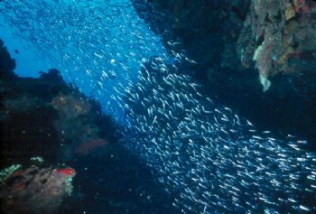 Escape of the silver sides in Grand Cayman. NikV, 15mm le... by Beverly Speed 